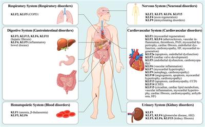 Krüpple-like factors in cardiomyopathy: emerging player and therapeutic opportunities